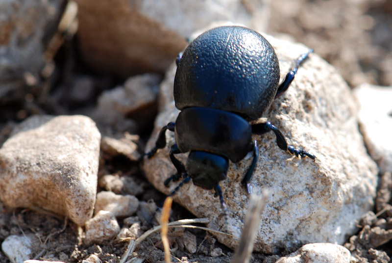 Timarcha pratensis, Chrysomelidae